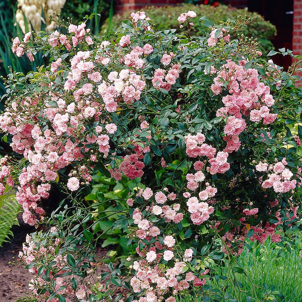 rosa polyantha