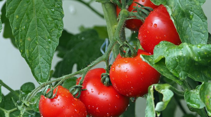 Come coltivare nel modo appropriato i pomodori