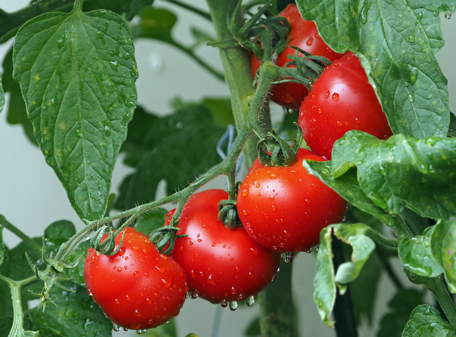 Come coltivare nel modo appropriato i pomodori